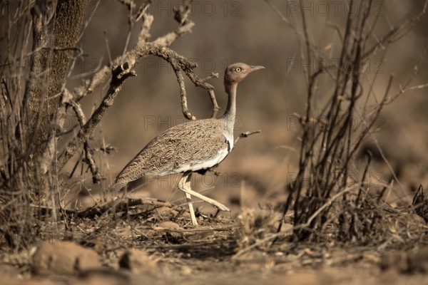 Buff-crested Bustard (Lophotis gindiana), Awash National Park, Ethiopia