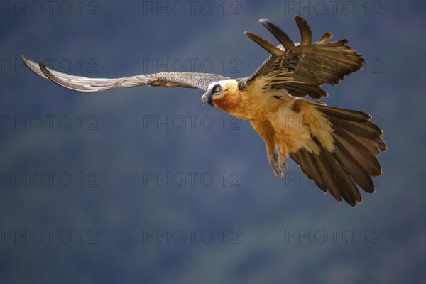 Bearded Vulture (Gypaetus barbatus), flying, Aragon, Spain