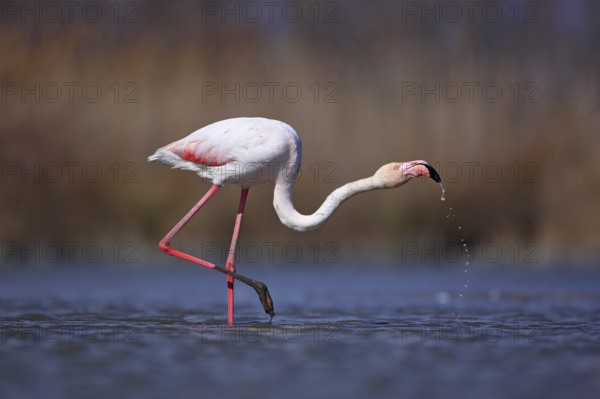 Greater Flamingo, Phoenicopterus ruber, nice pink big bird, head in the water, animal in the nature habitat, Camargue, France. Wildlife scene from wild nature. Bird drinking water. Spring in Europe