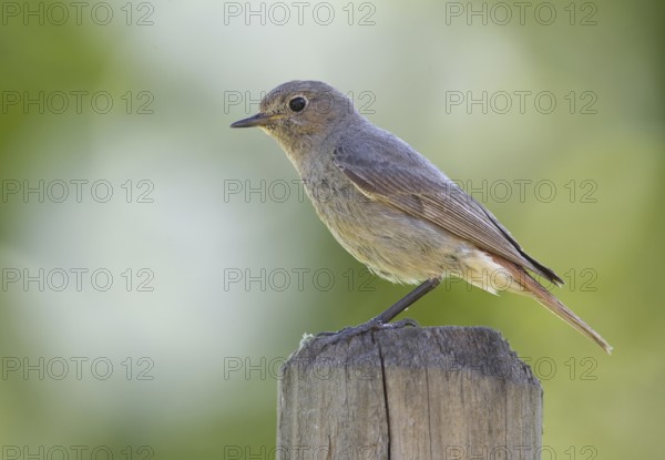 Black Redstart (Phoenicurus ochruros) female, Mecklenburg-Western Pomerania, Germany
