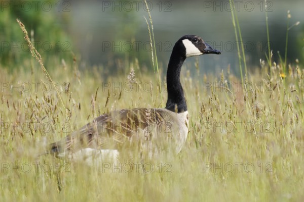 Canada goose (Branta canadensis) standing in a meadow, North Rhine-Westphalia, Germany