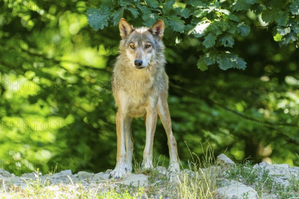 A lone wolf stands at attention in the forest, Timberwolf, wolf, American wolf, (Canis lupus lycaon), Germany