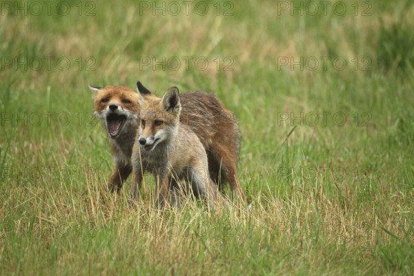 Red fox (Vulpes vulpes) male bites away weaned young, should finally become independent, mown meadow, light rain, Allgäu, Bavaria, Germany, Allgäu, Bavaria, Germany