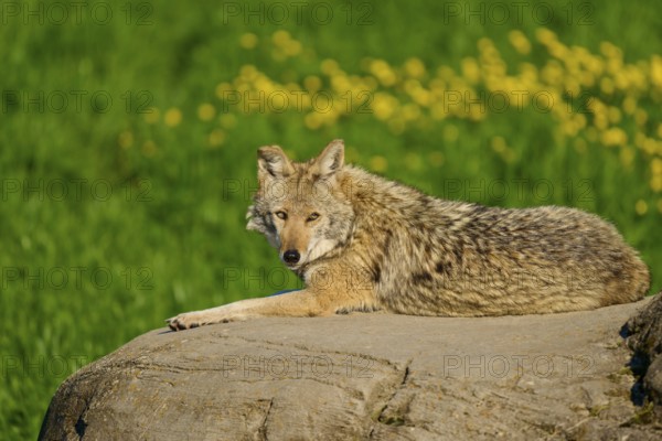 An attentive coyote gazes at a rock surrounded by green flora and yellow flowers, Coyote (Canis latrans), Spring, France