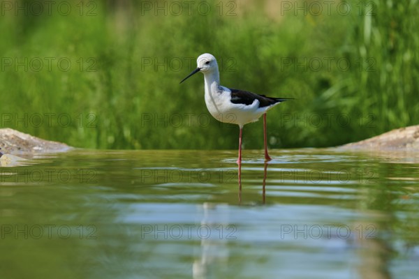 A bird with long legs stands in the water, surrounded by green nature and reflecting water, Stilt (Himantopus himantopus), spring, France