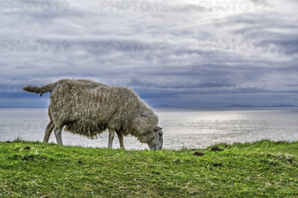 Sheeps on farms over Neist Point Lighthouse, Isle of Skye, Scotland, UK