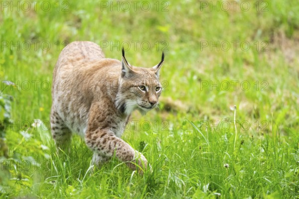 Eurasian lynx (Lynx lynx) walking in the grass, Bavaria, Germany