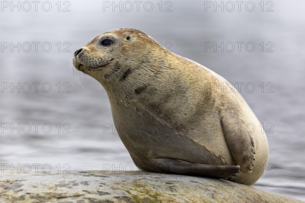Harbour seal (Phoca vitulina) lying on a stone in the water, Mammals (Mammalia), Gravnesodden, Spitsbergen, Svalbard