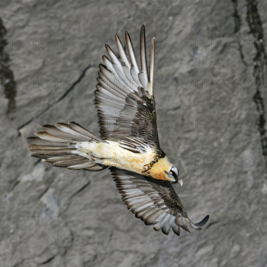 In all its splendour... Bearded vulture (Gypaetus barbatus) gliding in soaring flight upwind along a sunlit rock face, largest, rare native majestic bird of prey, native nature, Alps, Valais, Switzerland, Swiss Alps, Western Europe