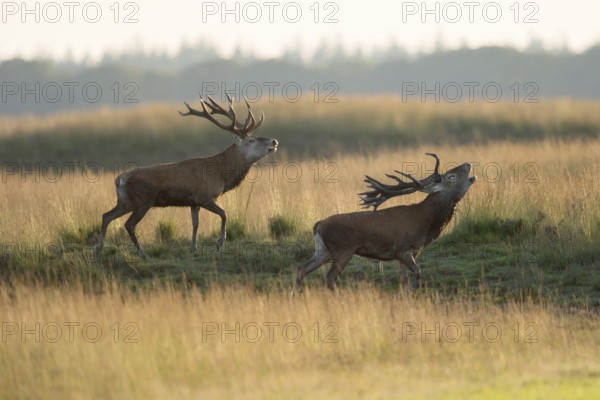 Rivals... Red deer rut (Cervus elaphus), two rival, capital red deer running parallel next to each other, power play during the rut, imposing behaviour, threatening behaviour, threatening each other, native nature, Veluwe, Netherlands, Western Europe