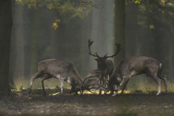 Duel of the fallow deer... Fallow deer (Dama dama) in rut, two stags fight for their rank deep in the forest on a hidden rutting place, by light mood and autumn colours in almost fairytale atmosphere, native nature, North Rhine-Westphalia, Germany, Western Europe