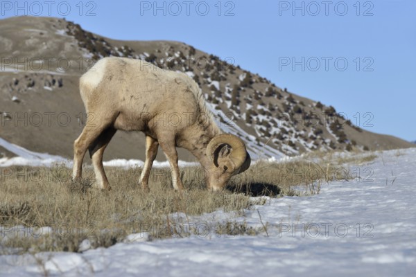 Ram... Bighorn sheep (Ovis canadensis) in winter, male wild sheep, twisted horns, wild sheep in the mountains, eats dry grasses between snow remains, lives on meagre food, North America, Yellowstone, Wyoming, United States of America