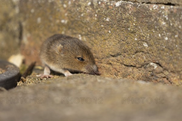 Brown rat (Rattus norvegicus) juvenile baby rodent animal emerging from a hole in an urban building, England, United Kingdom