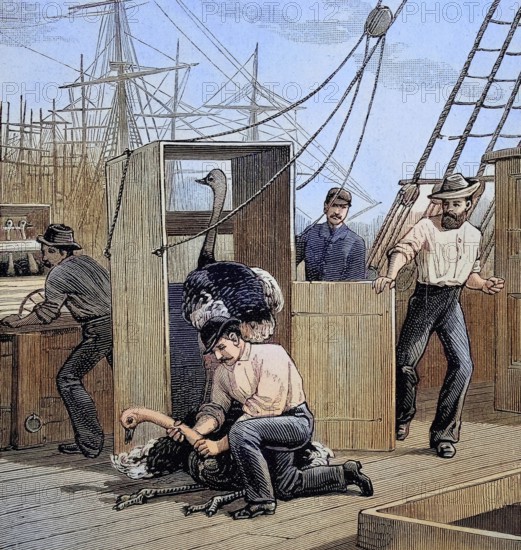 The transport of ostriches from South Africa to Australia by ship, an escaped ostrich is recaptured, Illustration from 1894, Reproduction, digitally enhanced, Historical