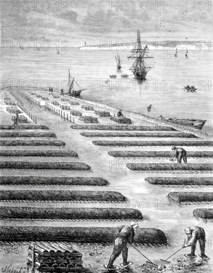 Oyster beds, oyster farming in the bay of Nouvelle-Aquitaine, Nouvelle-Aquitaine region, France, Historical, digitally enhanced reproduction of a 19th century model