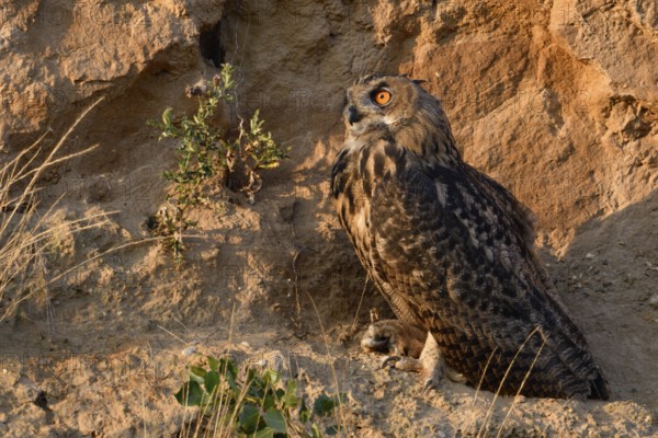 In the late light... European Eagle Owl (Bubo bubo) in the wall of a sand pit, becomes active at sunset, wildlife, native nature, Rhineland, Lower Rhine, North Rhine-Westphalia, Germany, Western Europe