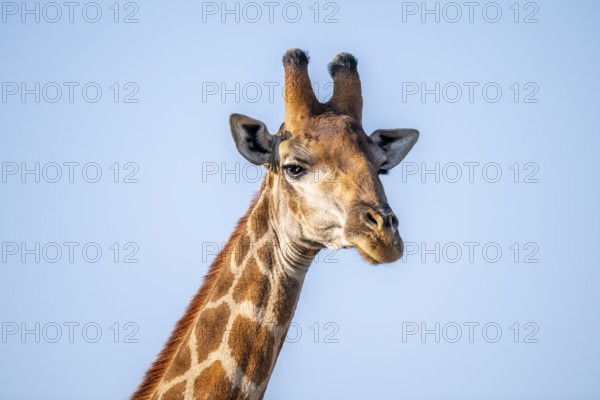 Cape giraffe (Giraffa giraffa giraffa) in front of a blue sky, animal portrait, Kruger National Park, South Africa