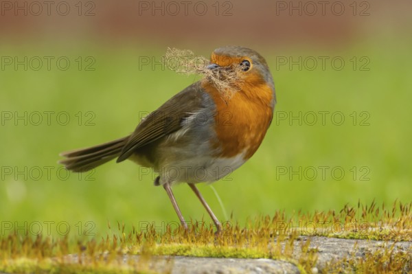 European robin (Erithacus rubecula) adult bird in an urban garden with nesting material in its beak in springtime, England, United Kingdom