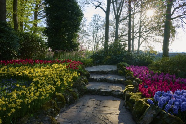 A quiet garden path surrounded by daffodils and hyacinths in the early morning light, Keukenhof, Lisse, province of South Holland, Netherlands