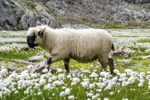 Valais Blacknose sheep (Ovis gmelini aries), in meadow with flowering white cotton grass, high alpine mountain valley, Obere Senner Egete, Stubai Alps, near Ridnaun, South Tyrol, Italy