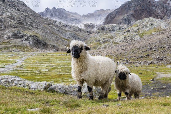 Two Valais Blacknose sheep (Ovis gmelini aries), high alpine mountain valley, Obere Senner Egete, Stubai Alps, near Ridnaun, South Tyrol, Italy