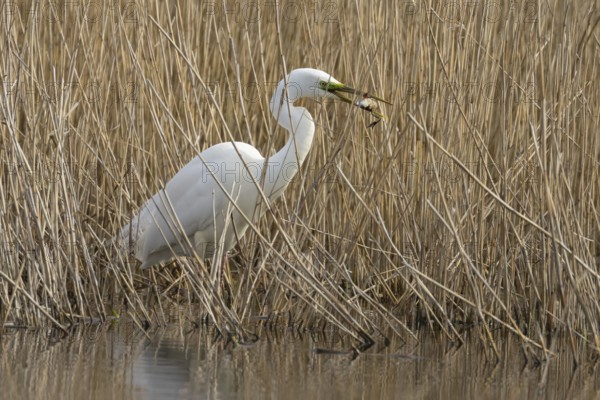 Great white egret (Ardea alba) adult bird in water on the edge of a reedbed with a frog for food in its beak in spring, England, United Kingdom