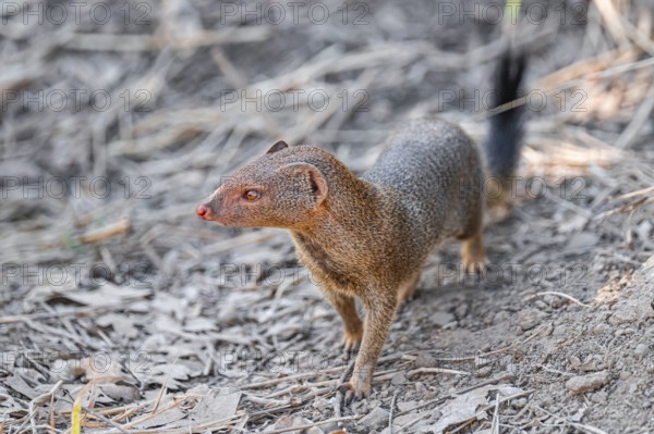 Slender mongoose (Herpestes sanguineus) Kruger National Park, South Africa