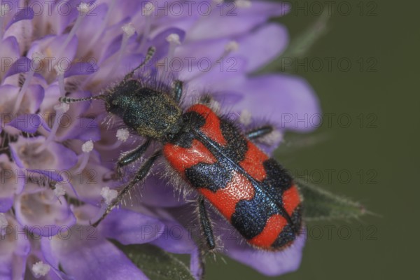 Bee beetle (Trichodes apiarius) nibbling pollen on a field widow flower, bright pattern, Baden-Württemberg, Germany
