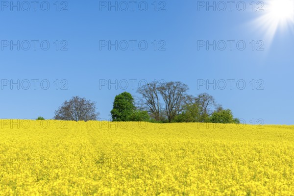 Bright blue sky over blooming yellow rape fields with trees, sun, near Winnenden, Baden-Württemberg, Germany