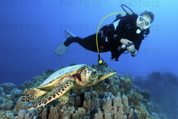 Underwater photo of diver looking at swims next to Hawksbill sea turtle (Eretmochelys imbricata) Sea turtle, Red Sea, Hurghada, Egypt