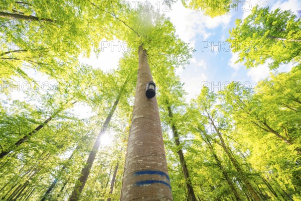 A tall tree reaches the radiant sky with its crown, forest willow project, compensatory measure for the Hermann Hesse railway, Gechingen, district of Calw, Germany