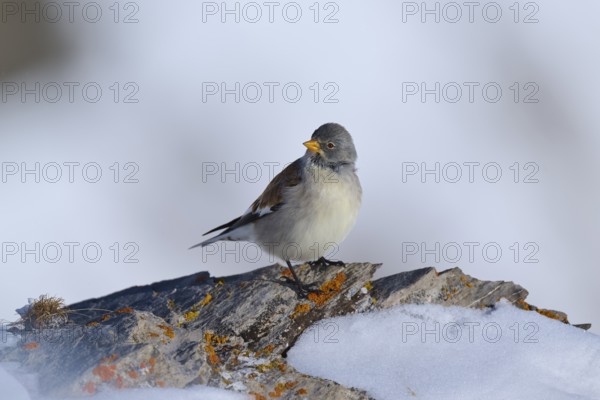 Snowfinch (Montifringilla nivalis), a bird sitting on a stone covered with snow in a wintry environment, Gemmi Pass, Leukerbad, Leuk, Valais, Switzerland
