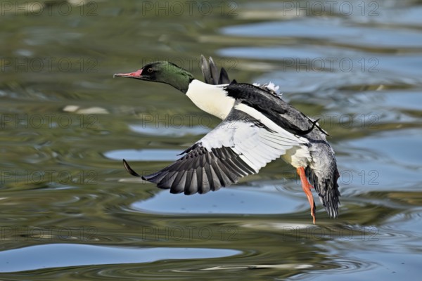 Goosander (Mergus merganser), male in flight, Flachsee nature reserve, Freiamt, Canton Aargau, Switzerland