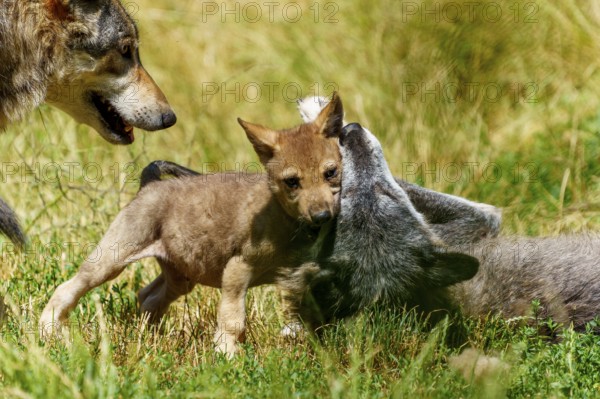 Puppies playing with a lying wolf in the grass, Timberwolf, wolf, American wolf, (Canis lupus lycaon), puppy, Germany