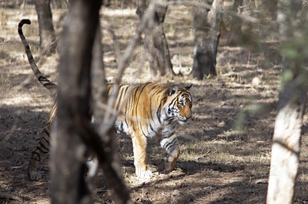 Bengal tiger or Indian tiger (Panthera tigris tigris) in the dry forest, Ranthambore National Park, Rajasthan, India