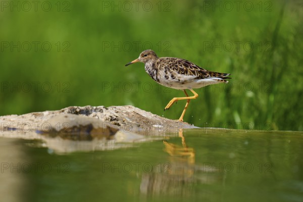 A bird runs quickly along the water while its movements are reflected in the water, ruff (Calidris pugnax), female, spring, France