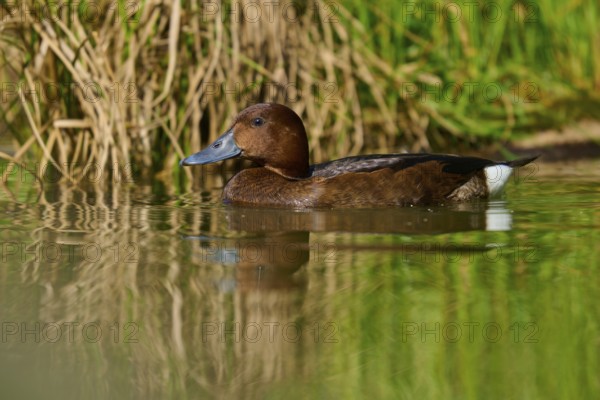 Brown duck swimming gently along water plants with a calm surface, Ferruginous duck (Aythya nyroca), spring, France