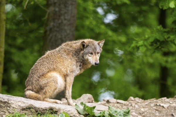 Eastern wolf (Canis lupus lycaon) sitting on a little hill, Bavaria, Germany