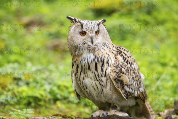 Western Siberian eagle-owl (Bubo bubo sibiricus) sitting on the ground, captive, Bavaria, Germany