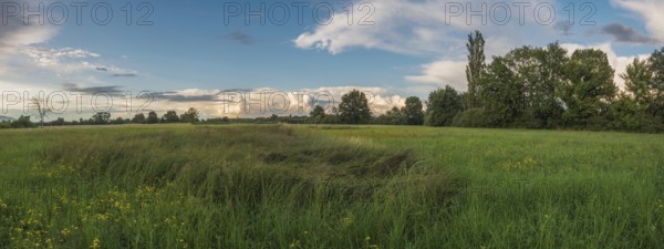 Lush green grass and wildflowers stretch across a wide field. The sky is painted with soft clouds and the sun adds a warm glow to the golden hour. Bas rhin, Alsace, Grand Est, France