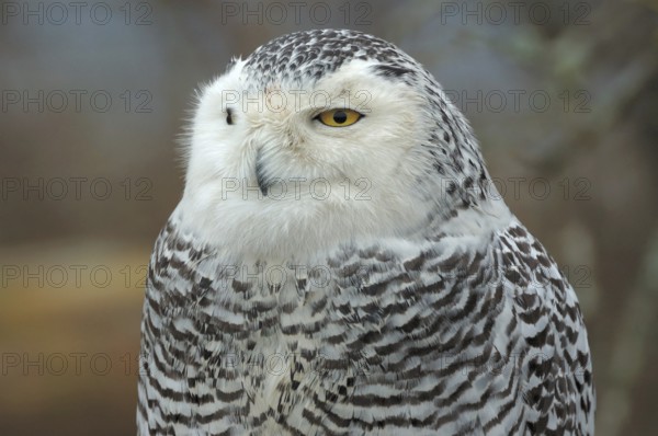 Snowy Owl (Bubo scandiacus), British Columbia, Canada