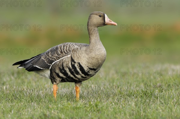 Greater White-fronted Goose (Anser albifrons), British Columbia, Canada