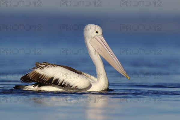 Australian Pelican (Pelecanus conspicillatus), Victoria, Australia