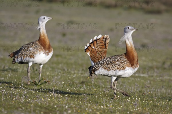 Great Bustard (Otis tarda), Extremadura, Spain