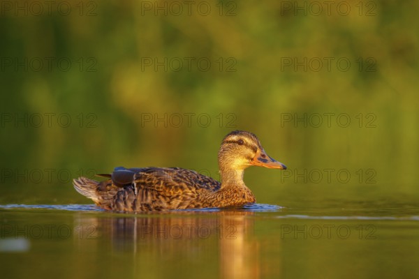 Mallard (Anas platyrhynchos) female, North Rhine-Westphalia, Germany