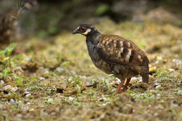 Malaysian Partridge (Arborophila campbelli), Panang, Malaysia
