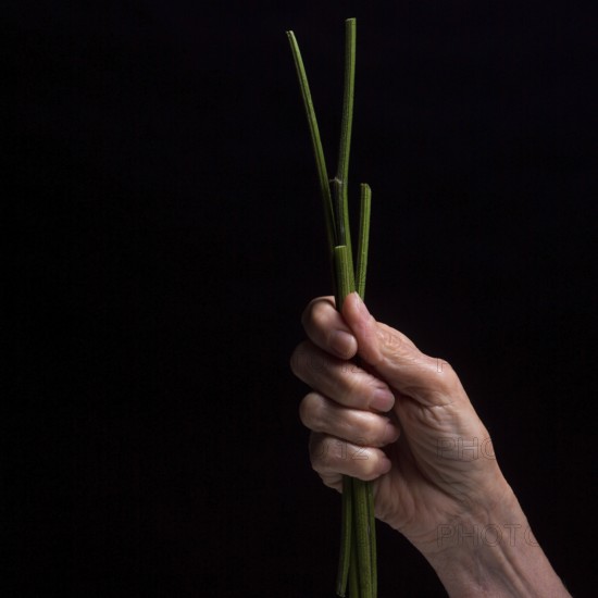 A hand grips a bundle of fresh chives, showcasing their vibrant green color. The dark background highlights the details and freshness of the herbs, evoking a sense of culinary creativity