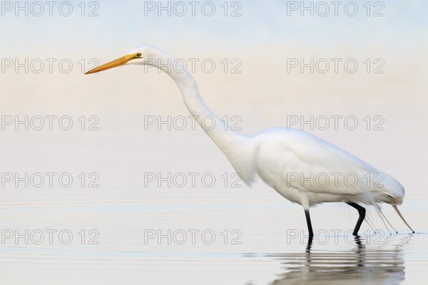 Great Egret (Ardea alba), Florida, USA