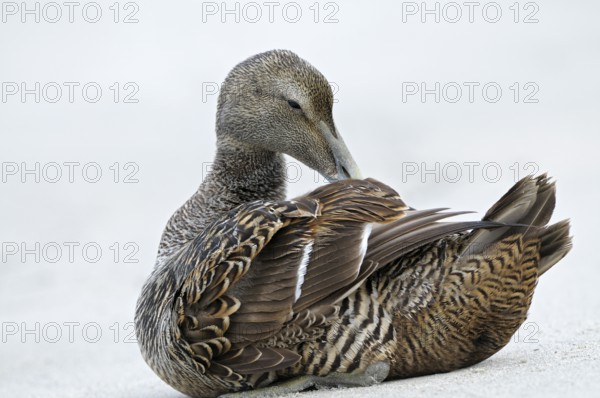 Eiderente (Somateria mollissima), Eider, Weibchen sitzt am Strand und putzt sich, Juni, Duene der Insel Helgoland, Schleswig-Holstein, Deutschland