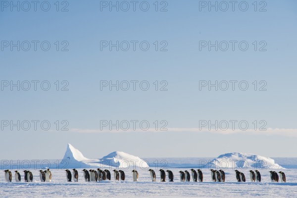 Emperor Penguin (Aptenodytes forsteri), Queen Maud Land, Antarctica